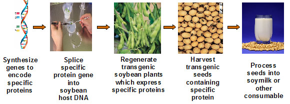 SoyMeds Process